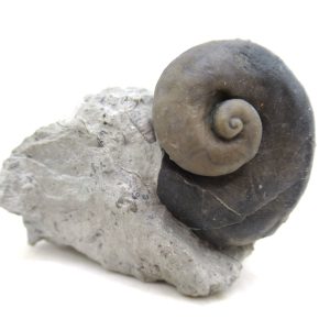 Platyostoma Niagarensis Indiana Gastropod #42