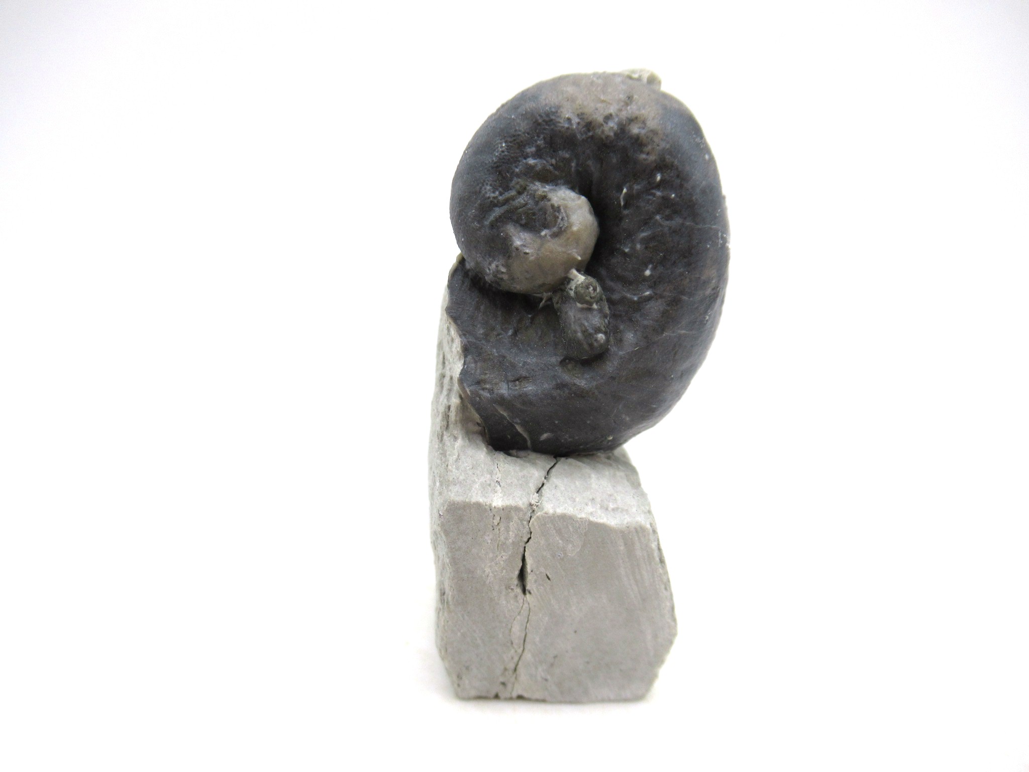 Waldron Shale Silurian Platyostoma Gastropod 43 | Fossils for Sale