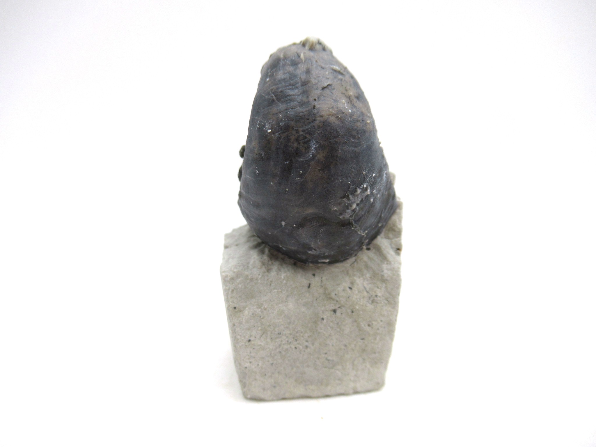 Waldron Shale Silurian Platyostoma Gastropod 43b | Fossils for Sale