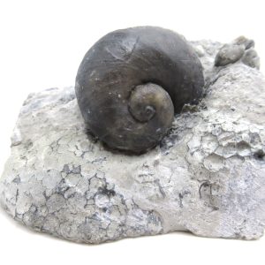 Platyostoma Niagarensis Indiana Gastropod #45