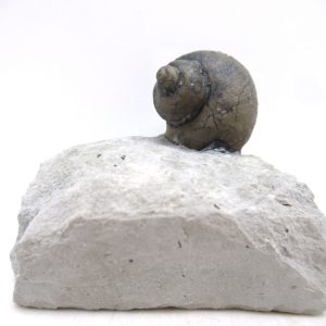 Platyostoma Niagarensis Indiana Gastropod #46