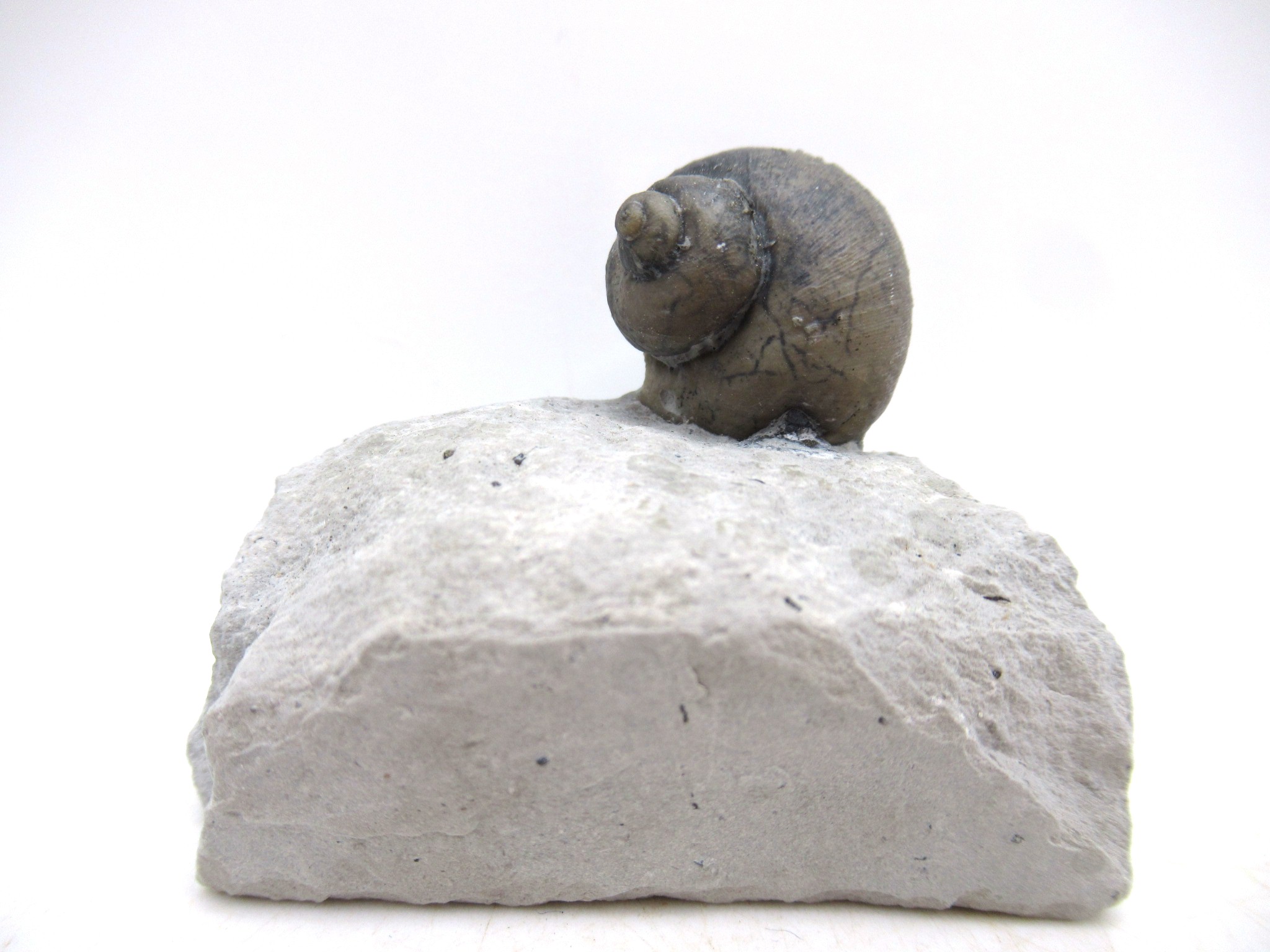 Waldron Shale Silurian Platyostoma Gastropod 46 | Fossils for Sale