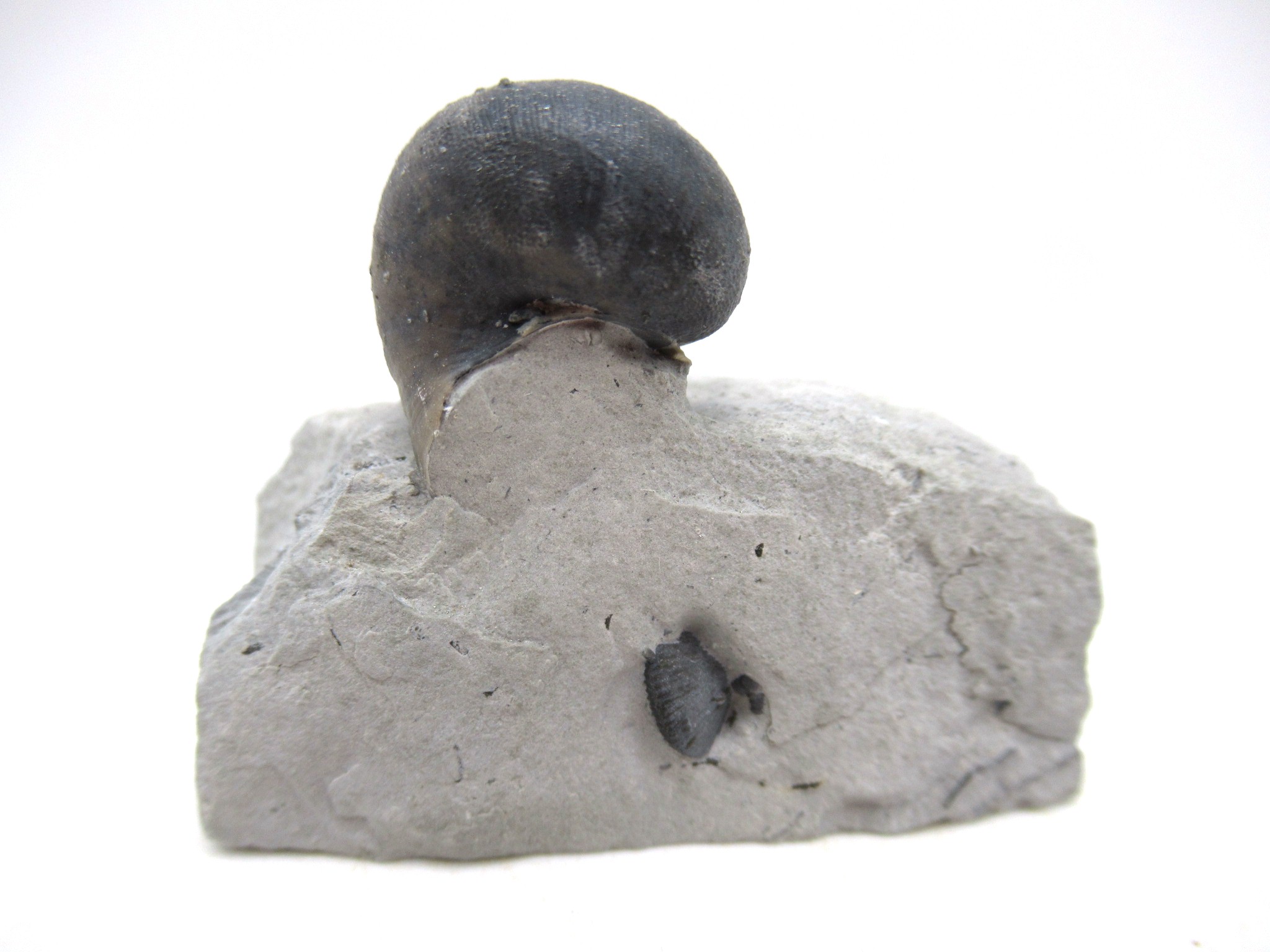 Waldron Shale Silurian Platyostoma Gastropod 46a | Fossils for Sale
