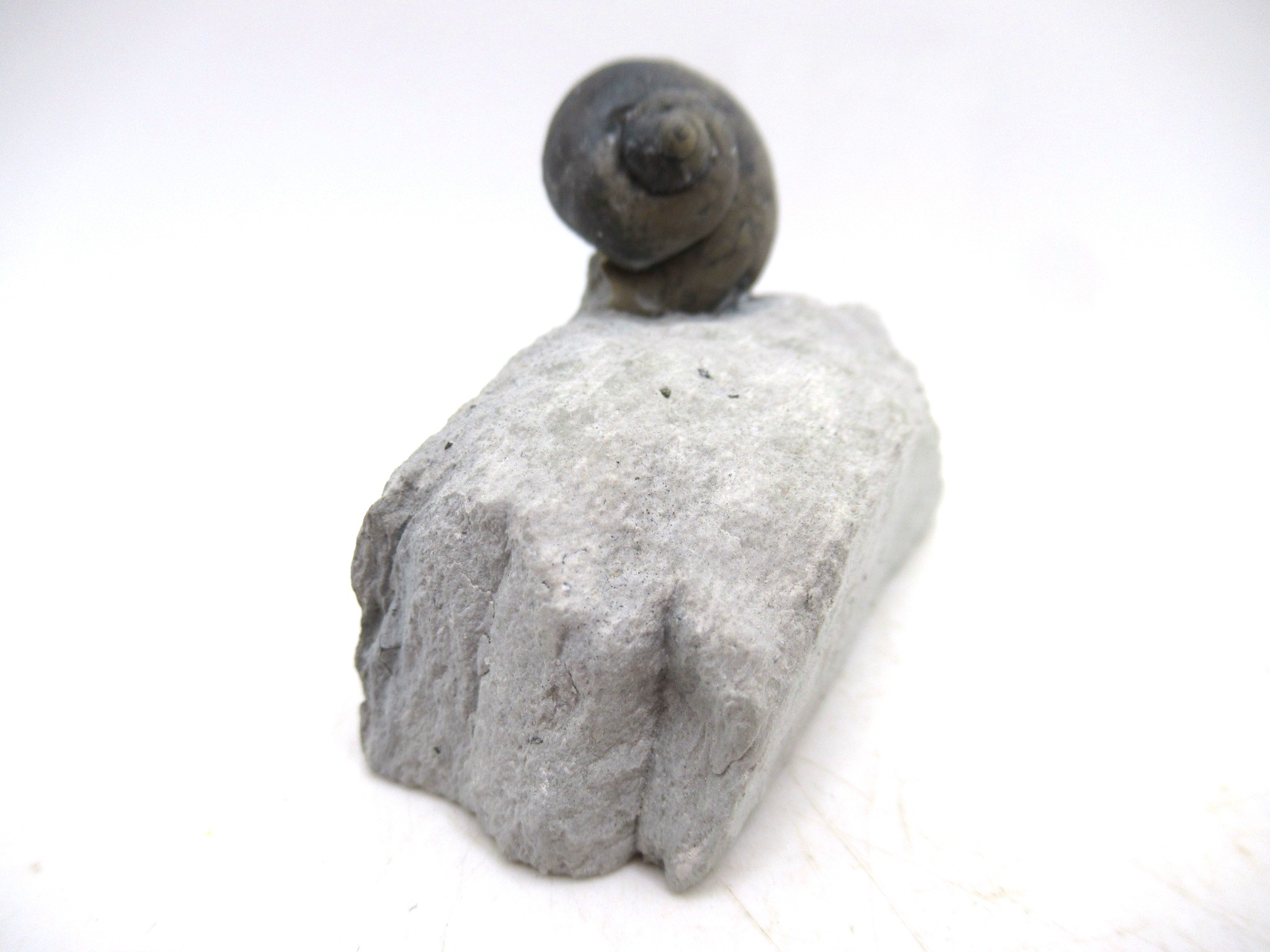 Waldron Shale Silurian Platyostoma Gastropod 46b | Fossils for Sale