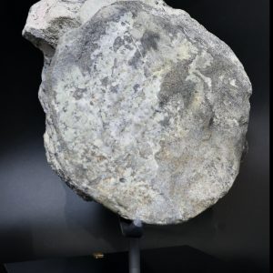 Apatosaurus Sauropod Dinosaur Vertebra Fossil for Sale #1