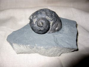 Platyostoma