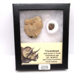 Genuine Cretaceous Age Triceratops Frill & Tooth Medium Fossils for Sale from South Dakota #5