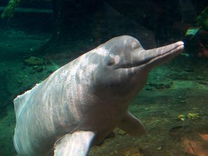 Cetacea