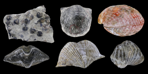 Brachiopods | Fossils for Sale Glyptothis