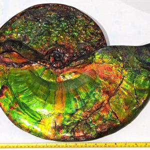 General Cretaceous Age Placenticeras costatum Ammonite Fossils From Canada For Sale #532