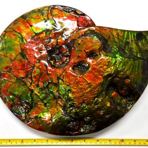 General Cretaceous Age Placenticeras costatum Ammonite Fossils From Canada For Sale #5443