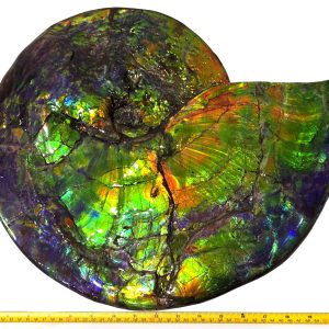 General Cretaceous Age Placenticeras costatum Ammonite Fossils From Canada For Sale #5577
