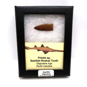 Sawfish Oligocene Rostral Tooth For Sale from S. Carolina #2