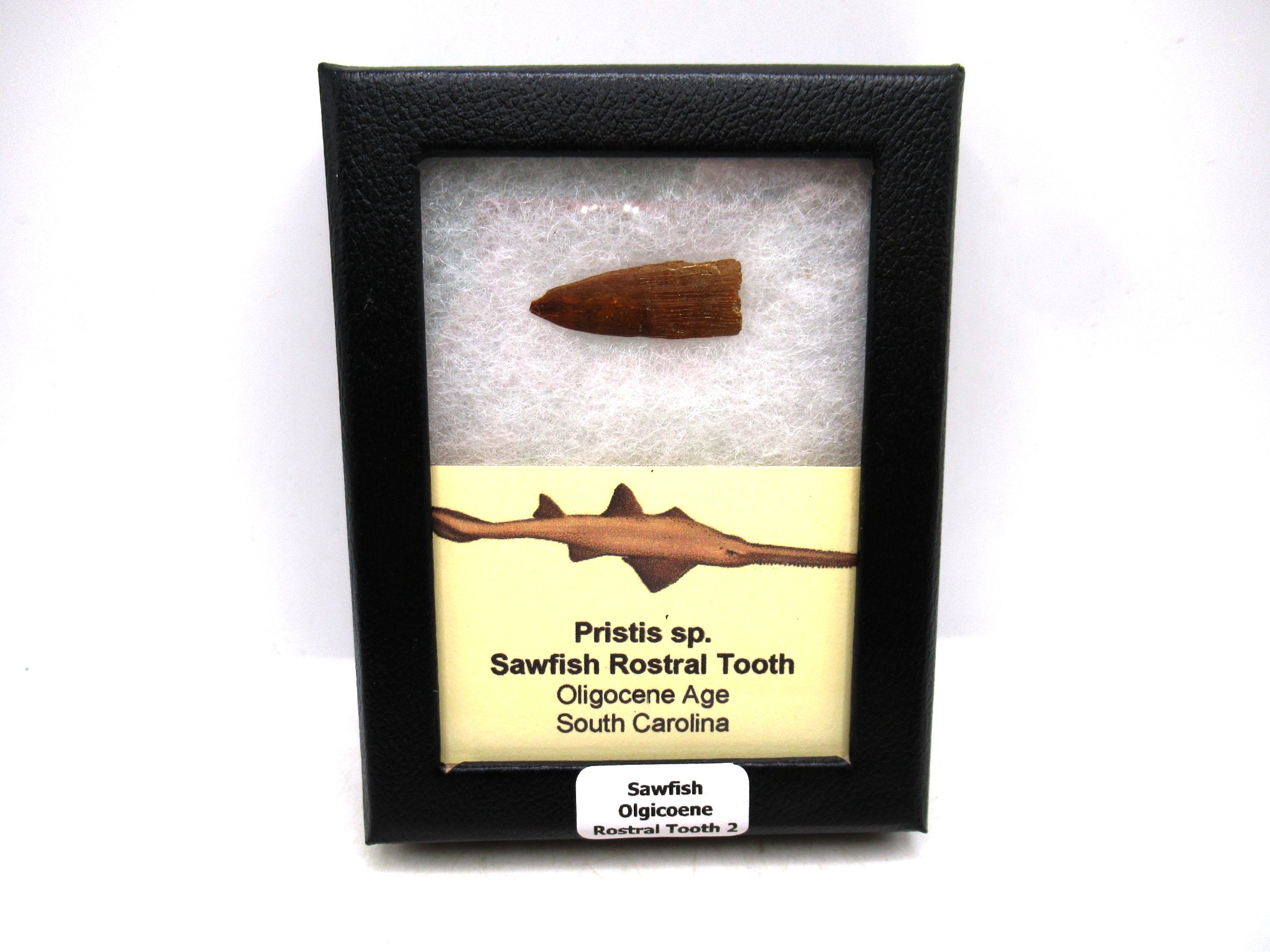 Florida Oligocene Age Sawfish Rostral Tooth 2 | Fossils for Sale Genuine Oligocene Age Sawfish Rostral Tooth Fossils for Sale from South Carolina #2