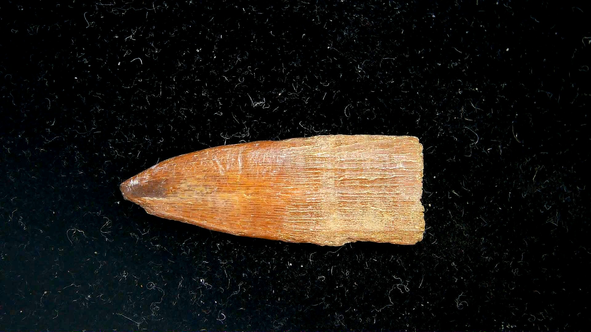 Florida Oligocene Age Sawfish Rostral Tooth 2a | Fossils for Sale Genuine Oligocene Age Sawfish Rostral Tooth Fossils for Sale from South Carolina #2a