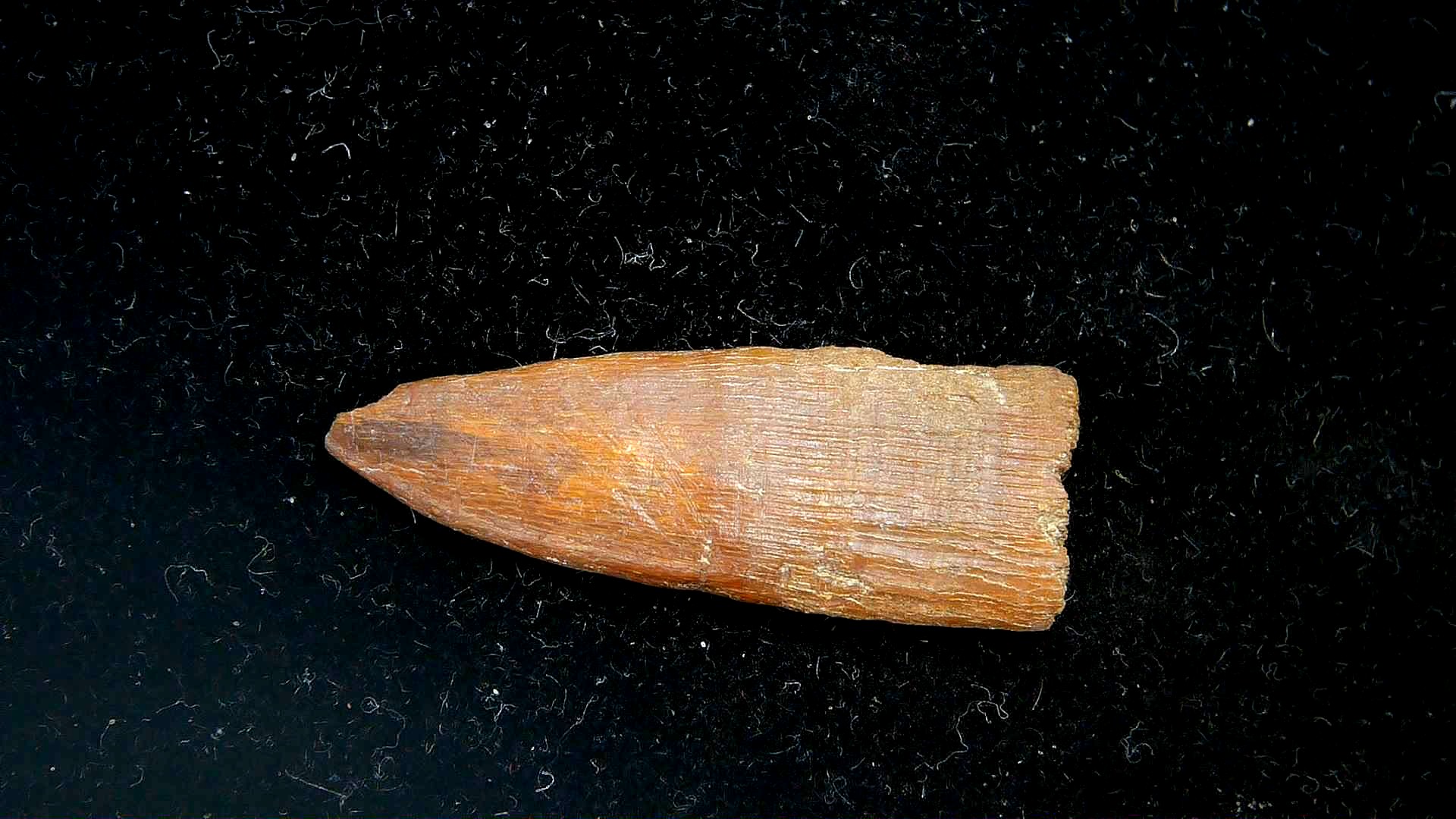 Florida Oligocene Age Sawfish Rostral Tooth 2b | Fossils for Sale Genuine Oligocene Age Sawfish Rostral Tooth Fossils for Sale from South Carolina #2b