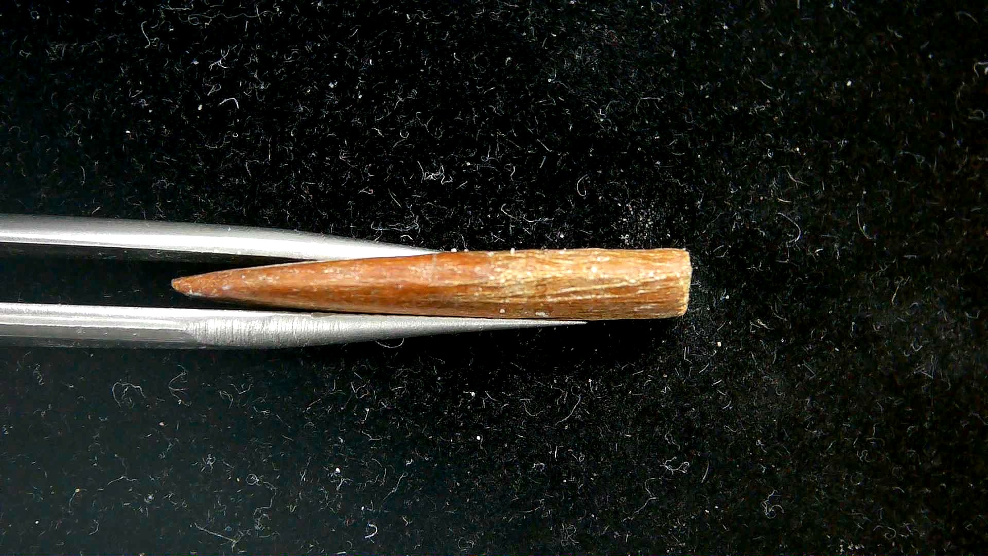 Florida Oligocene Age Sawfish Rostral Tooth 2c | Fossils for Sale Genuine Oligocene Age Sawfish Rostral Tooth Fossils for Sale from South Carolina #2c