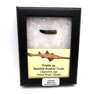 Sawfish Oligocene Rostral Tooth For Sale from Florida #3