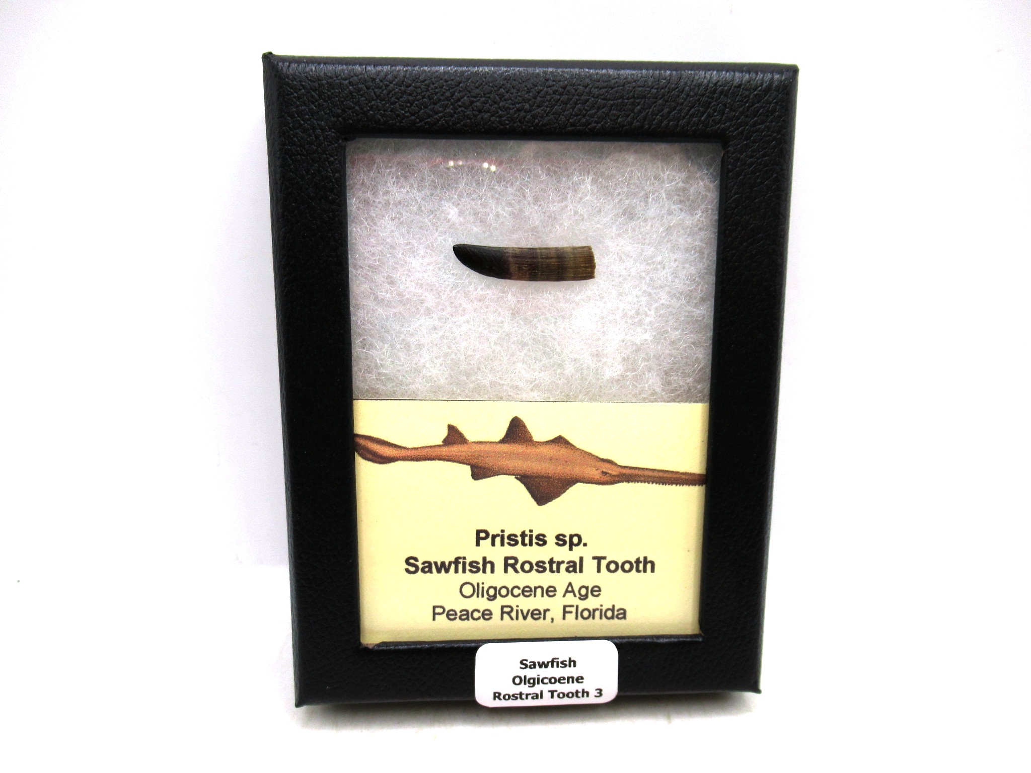 Florida Oligocene Age Sawfish Rostral Tooth 3 | Fossils for Sale Genuine Oligocene Age Sawfish Rostral Tooth Fossils for Sale from Florida #3