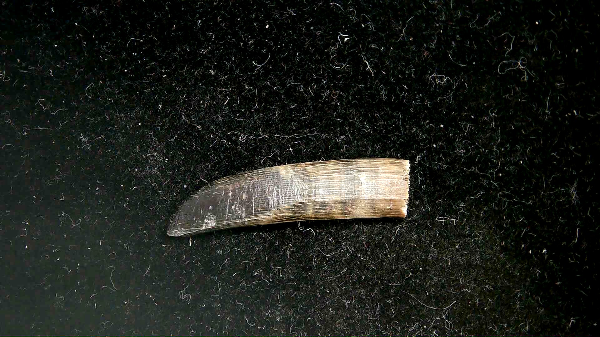 Florida Oligocene Age Sawfish Rostral Tooth 3b | Fossils for Sale Genuine Oligocene Age Sawfish Rostral Tooth Fossils for Sale from Florida #3b