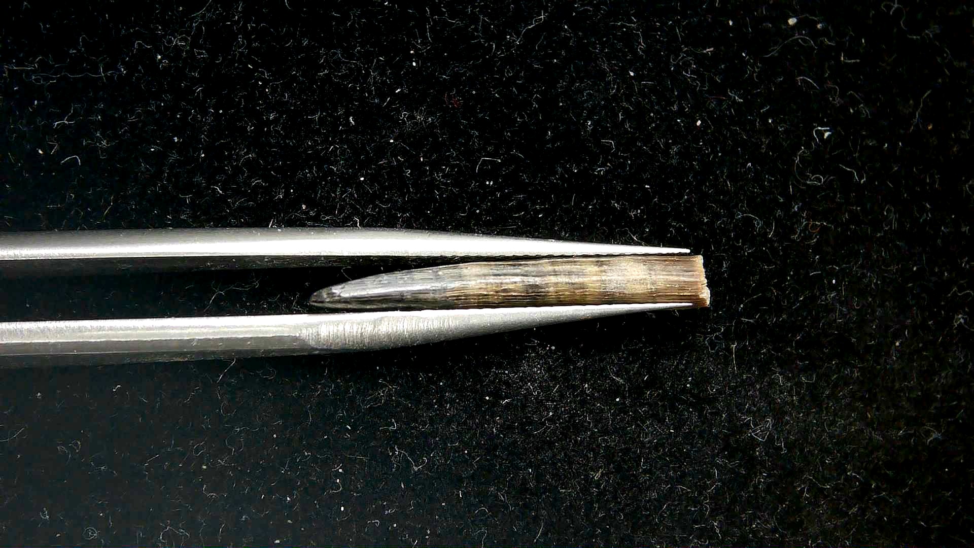 Florida Oligocene Age Sawfish Rostral Tooth 3c | Fossils for Sale Genuine Oligocene Age Sawfish Rostral Tooth Fossils for Sale from Florida #3c