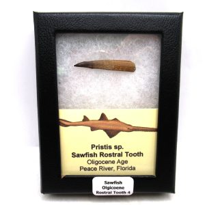Sawfish Oligocene Rostral Tooth For Sale from Florida #4