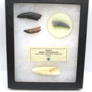 Alligator Mississippiensis Fossils for Sale from Florida #1