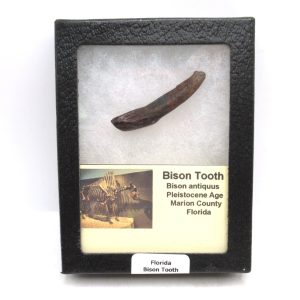 Genuine Pleistocene Age Bison Antiquus Tooth Fossil For Sale From Florida #1