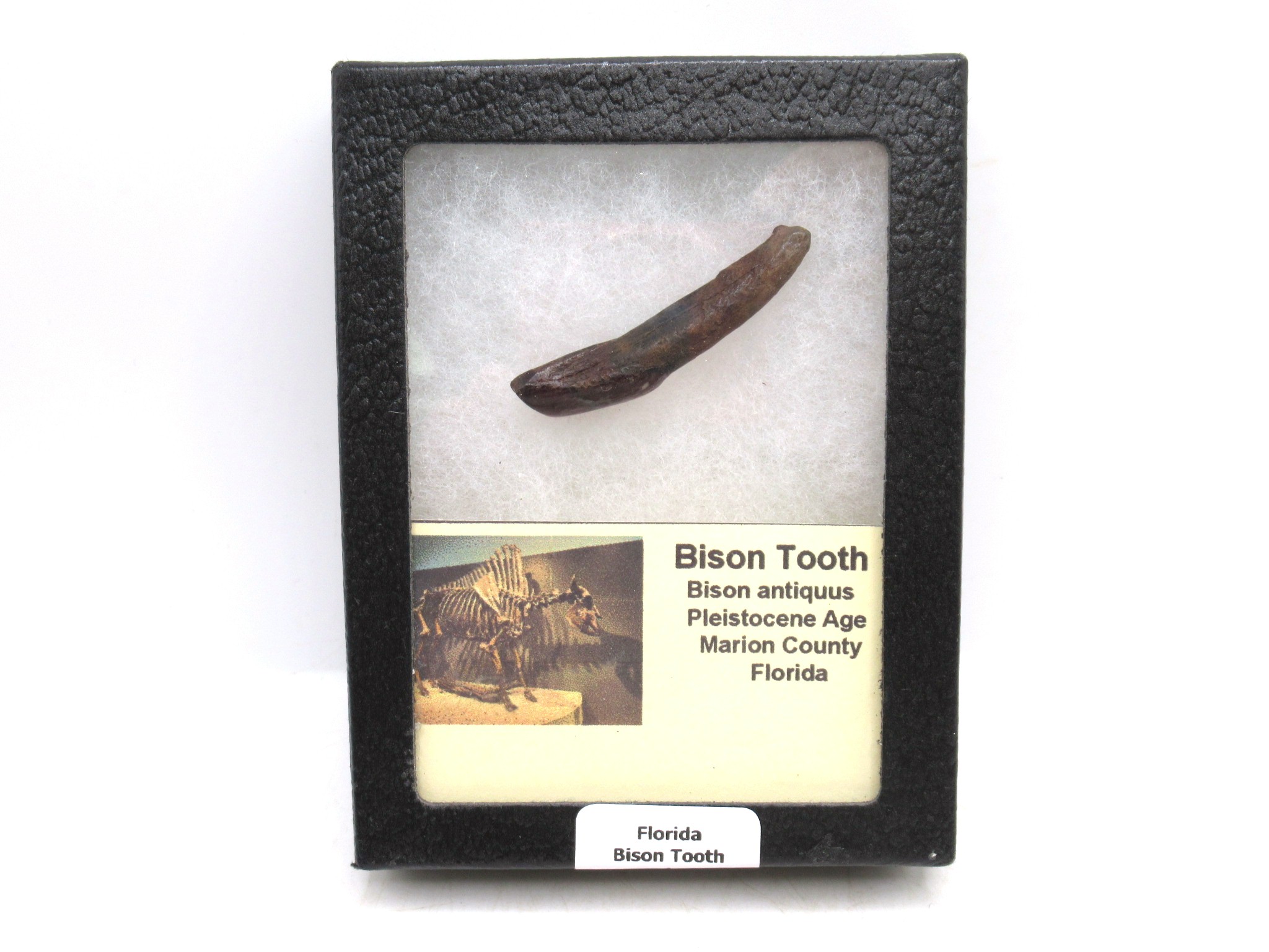 Florida Pleistocene Bison Antiquus Tooth 1 | Fossils for Sale Genuine Pleistocene Age Bison Antiquus Tooth Fossil For Sale From Florida #1
