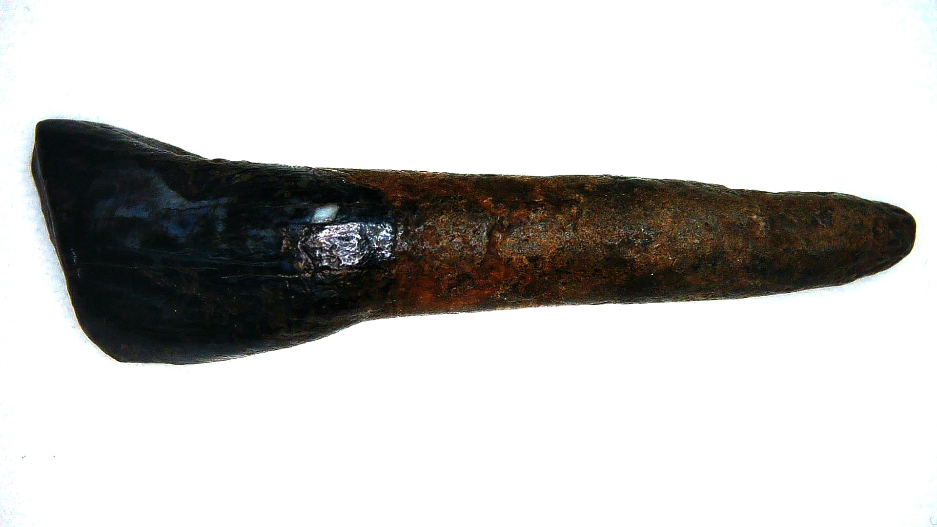 Florida Pleistocene Bison Antiquus Tooth 1a | Fossils for Sale Genuine Pleistocene Age Bison Antiquus Tooth Fossil For Sale From Florida #1a