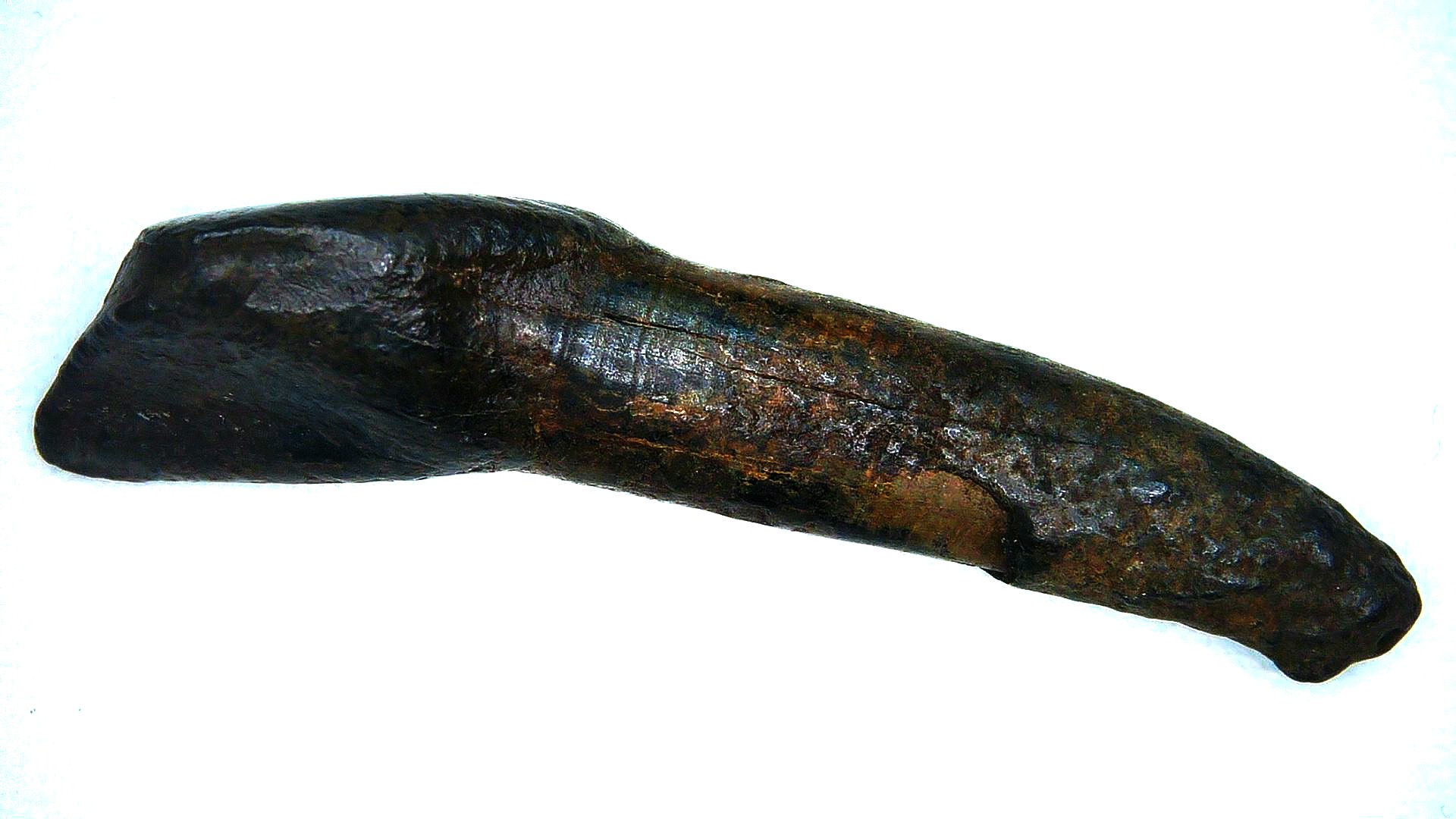 Florida Pleistocene Bison Antiquus Tooth 1b | Fossils for Sale Genuine Pleistocene Age Bison Antiquus Tooth Fossil For Sale From Florida #1b