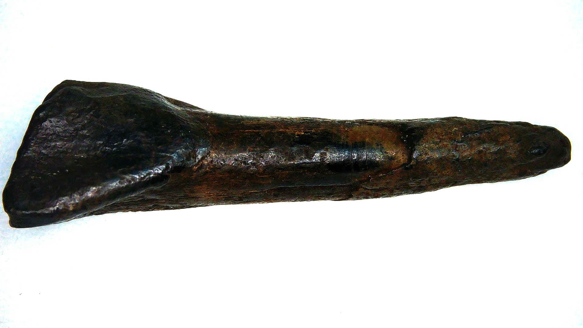 Florida Pleistocene Bison Antiquus Tooth 1c | Fossils for Sale Genuine Pleistocene Age Bison Antiquus Tooth Fossil For Sale From Florida #1c