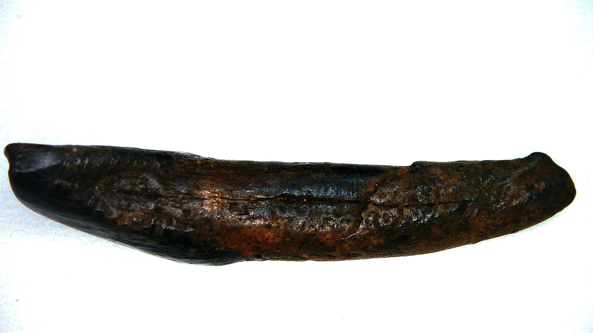 Florida Pleistocene Bison Antiquus Tooth 1d | Fossils for Sale Genuine Pleistocene Age Bison Antiquus Tooth Fossil For Sale From Florida #1d