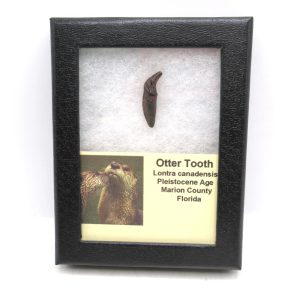 Otter Fossils for Sale Lontra canadensis from Florida #1