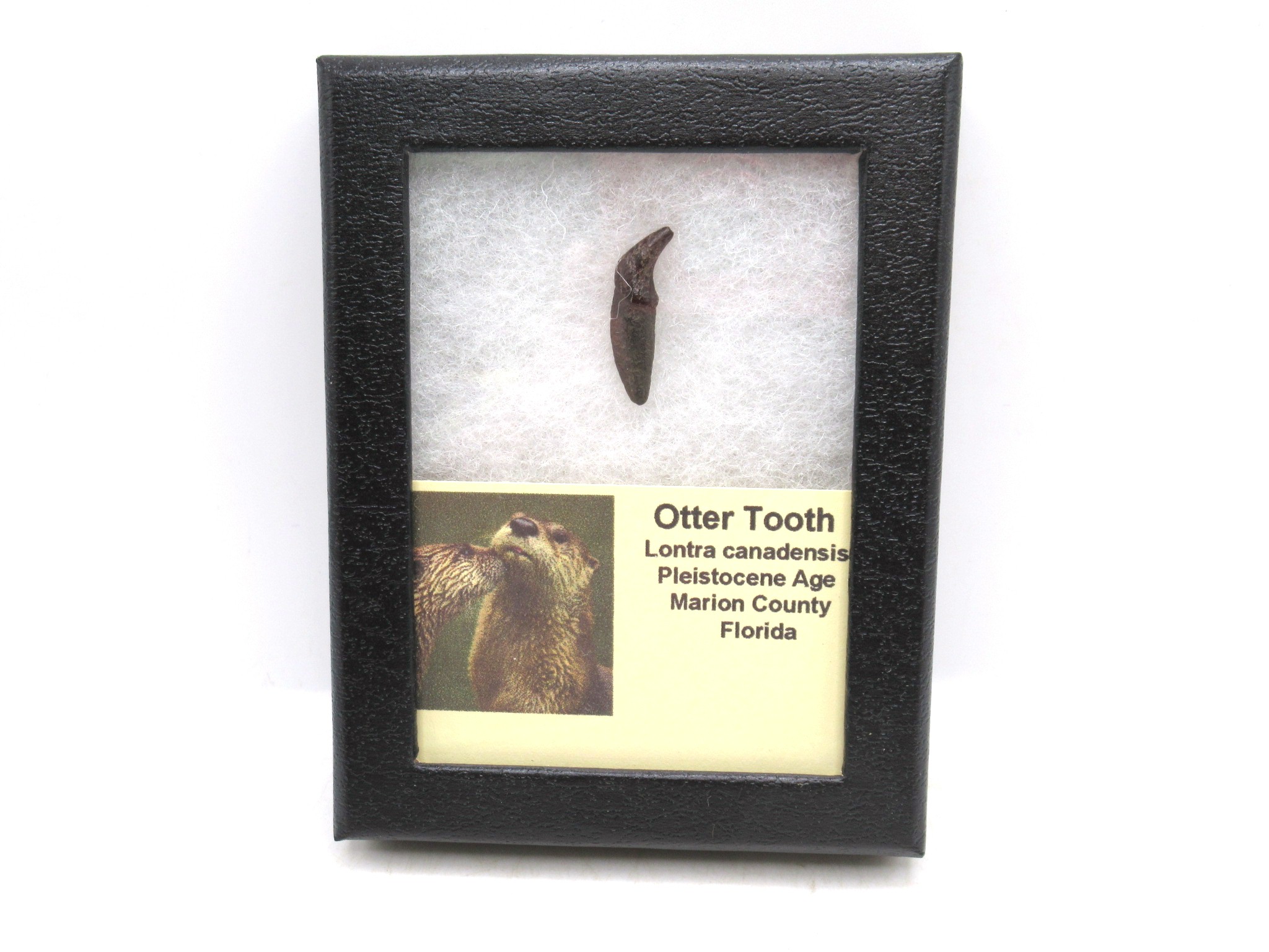 Florida Pleistocene Lontra canadensis Otter Tooth 1 | Fossils for Sale Genuine Pleistocene Age Lontra canadensis Otter Tooth Fossil For Sale From Florida #1