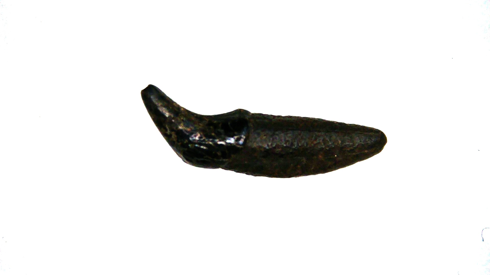 Florida Pleistocene Lontra canadensis Otter Tooth 1a | Fossils for Sale Genuine Pleistocene Age Lontra canadensis Otter Tooth Fossil For Sale From Florida #1a