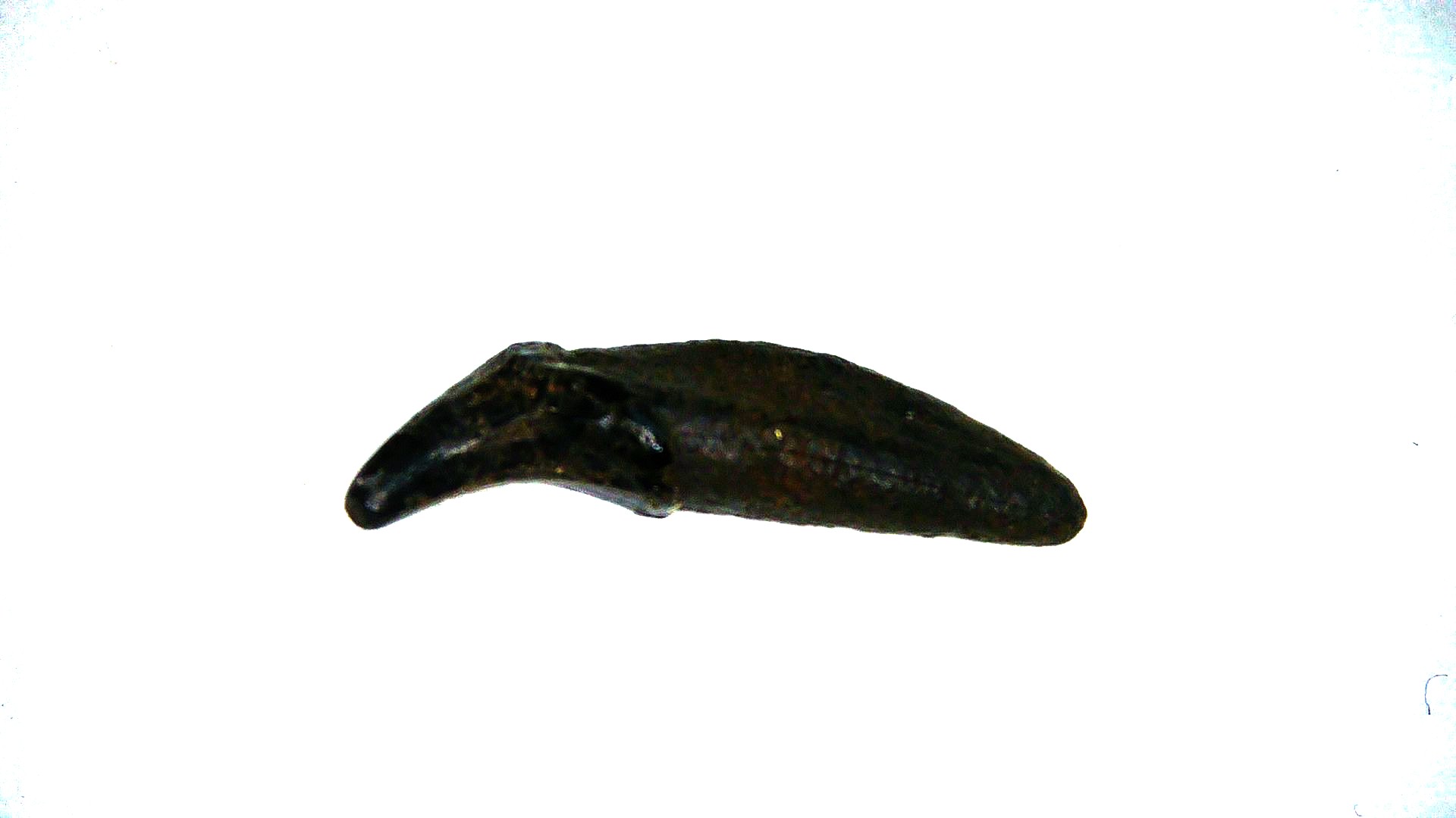 Florida Pleistocene Lontra canadensis Otter Tooth 1b | Fossils for Sale Genuine Pleistocene Age Lontra canadensis Otter Tooth Fossil For Sale From Florida #1b