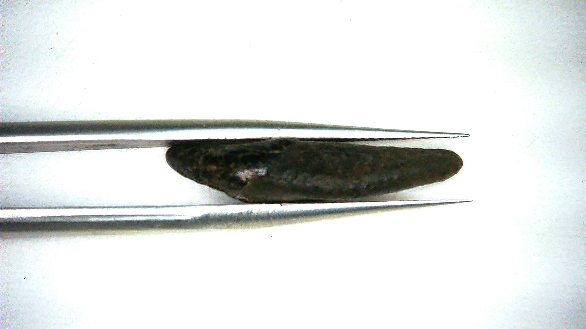 Florida Pleistocene Lontra canadensis Otter Tooth 1c | Fossils for Sale Genuine Pleistocene Age Lontra canadensis Otter Tooth Fossil For Sale From Florida #1c