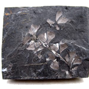Genuine Carboniferous Fern for Sale from Germany #28