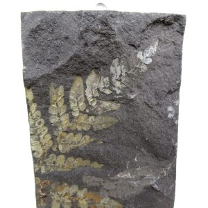 Genuine Carboniferous Fern for Sale from Germany #30