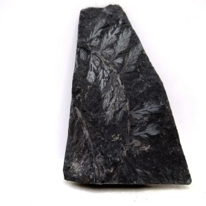 Genuine Carboniferous Fern for Sale from Germany #31