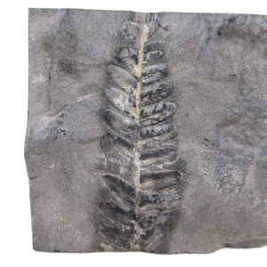 Genuine Carboniferous Fern for Sale from Germany #32