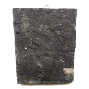 Genuine Carboniferous Fern for Sale from Germany #35