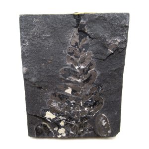 Genuine Carboniferous Fern for Sale from Germany #37