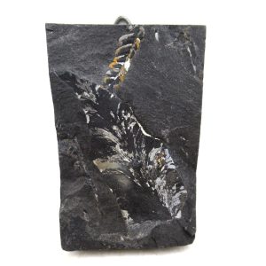 Genuine Carboniferous Fern for Sale from Germany #38