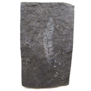 Genuine Carboniferous Fern for Sale from Germany #39