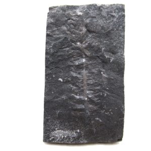 Genuine Carboniferous Fern for Sale from Germany #40