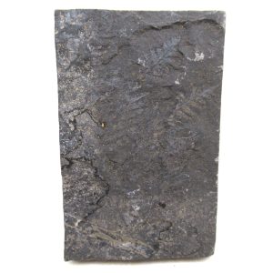 Genuine Carboniferous Fern for Sale from Germany #41