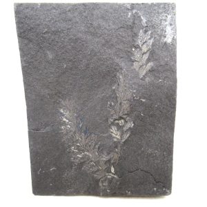 Genuine Carboniferous Fern for Sale from Germany #42