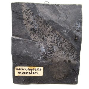 Genuine Carboniferous Fern for Sale from Germany #43